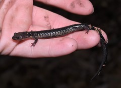 Plethodon jacksoni