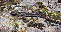 Plethodon jacksoni