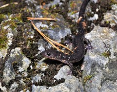 Plethodon jacksoni
