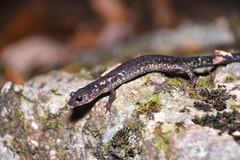 Plethodon jacksoni