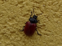 Melasomoptera