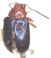 Chalcophana mutabilis