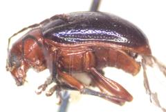 Chalcophana mutabilis