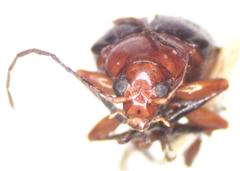 Chalcophana mutabilis