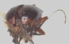 Chalcophana mutabilis