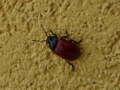 Melasomoptera