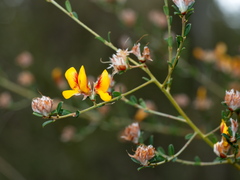 Pultenaea stricta