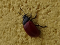 Melasomoptera