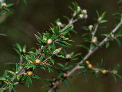 Pultenaea stricta