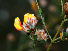 Pultenaea stricta