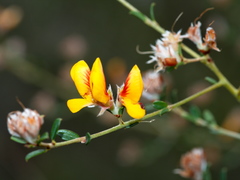 Pultenaea stricta