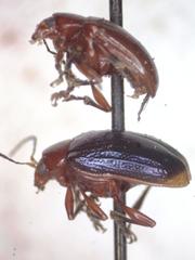 Chalcophana mutabilis