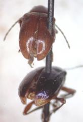 Chalcophana mutabilis