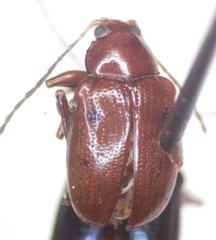 Chalcophana mutabilis