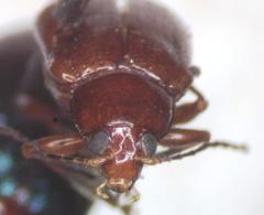 Chalcophana mutabilis