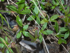 Xanthosia tasmanica