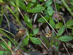 Xanthosia tasmanica
