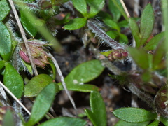Xanthosia tasmanica