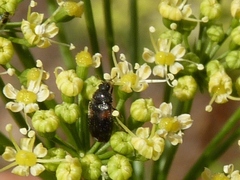 Trogoderma argentina