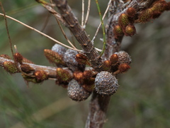 Allocasuarina misera