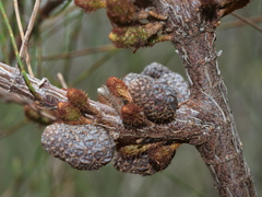 Allocasuarina misera