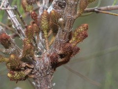 Allocasuarina misera