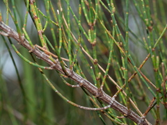 Allocasuarina misera