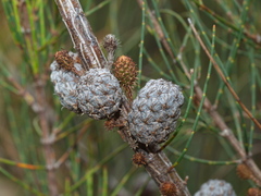 Allocasuarina misera