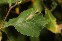 Phyllonorycter schreberella