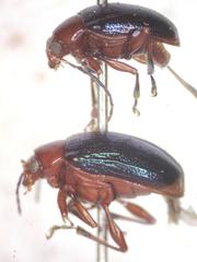 Chalcophana mutabilis