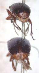 Chalcophana mutabilis