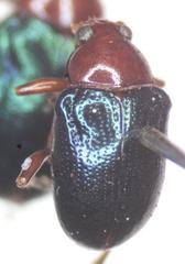 Chalcophana mutabilis