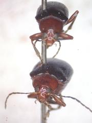 Chalcophana mutabilis