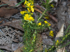 Hibbertia prostrata