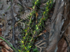 Hibbertia prostrata