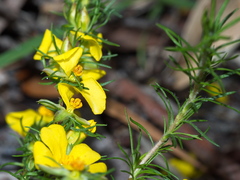 Hibbertia prostrata