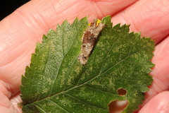 Phyllonorycter schreberella