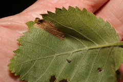 Phyllonorycter schreberella