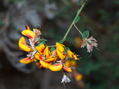 Pultenaea stricta