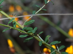 Pultenaea stricta
