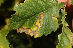 Stigmella lemniscella