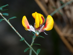 Pultenaea stricta
