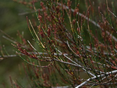 Allocasuarina misera
