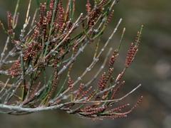 Allocasuarina misera