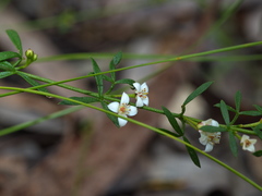 Cyanothamnus nanus nanus