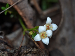 Cyanothamnus nanus nanus