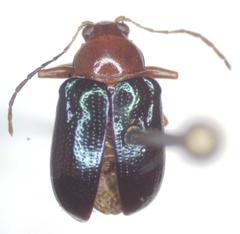 Chalcophana mutabilis