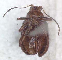 Chalcophana mutabilis