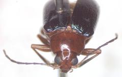 Chalcophana mutabilis