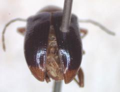 Chalcophana mutabilis